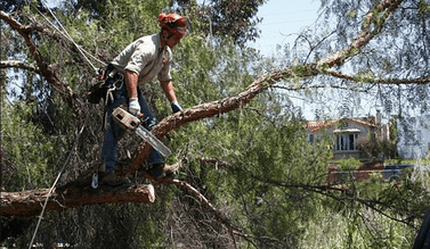 TREE SERVICE PALM HARBOR FL - Tree Removal Service Near Me ...