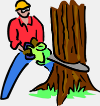 Palm Harbor Tree removal 