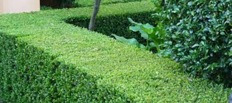 Trimming hedges 